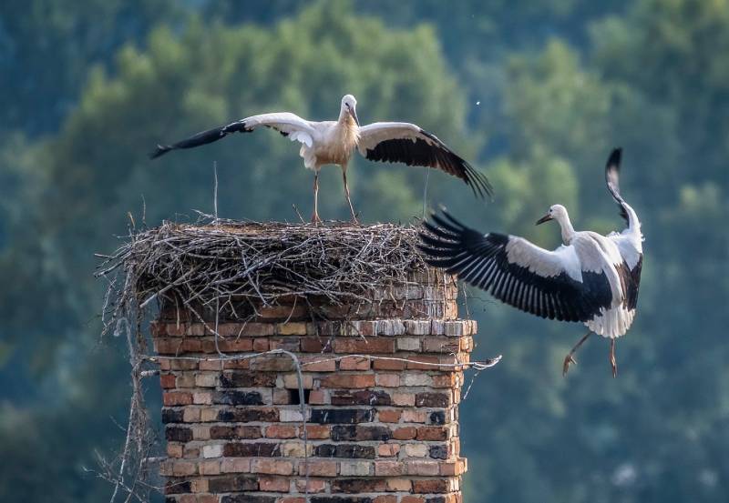 Professional Chimney Animal Removal Services in Lake Dallas, Texas