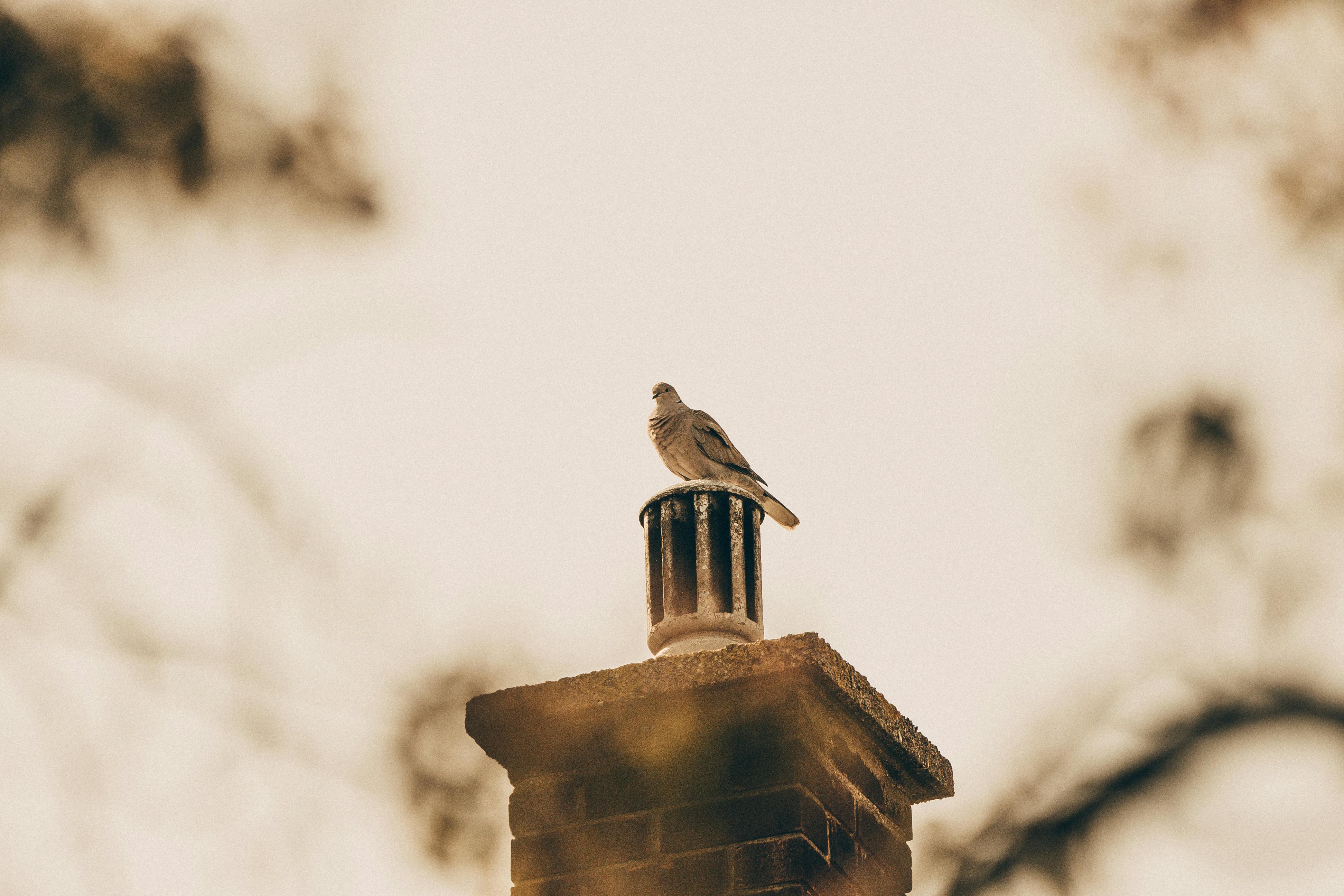 Professional Chimney Cap Installation Services in Lake Dallas, TX Expert Chimney Cap Installation in Lake Dallas, Texas